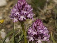 Anacamptis pyramidalis 31, Hondskruid, Saxifraga-Willem van Kruijsbergen