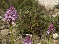 Anacamptis pyramidalis 32, Hondskruid, Saxifraga-Willem van Kruijsbergen