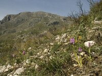 Anacamptis pyramidalis 33, Hondskruid, Saxifraga-Willem van Kruijsbergen