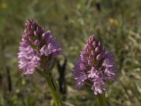 Anacamptis pyramidalis 34, Hondskruid, Saxifraga-Willem van Kruijsbergen