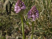 Anacamptis pyramidalis 35, Hondskruid, Saxifraga-Willem van Kruijsbergen