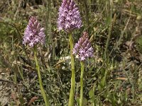 Anacamptis pyramidalis 36, Hondskruid, Saxifraga-Willem van Kruijsbergen