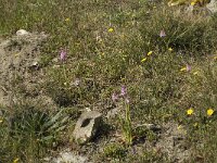 Anacamptis pyramidalis 37, Hondskruid, Saxifraga-Willem van Kruijsbergen