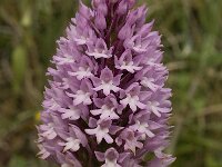 Anacamptis pyramidalis 38, Hondskruid, Saxifraga-Willem van Kruijsbergen