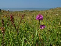 Anacamptis pyramidalis 39, Hondskruid, Saxifraga-Hans Dekker