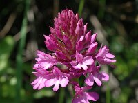 Anacamptis pyramidalis 4, Hondskruid, Saxifraga-Jan van der Straaten