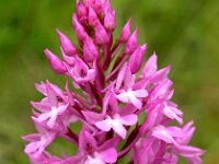 Anacamptis pyramidalis 40, Hondskruid, Saxifraga-Hans Dekker