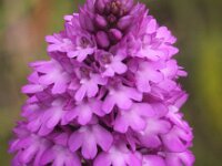 Anacamptis pyramidalis 41, Hondskruid, Saxifraga-Peter Meininger