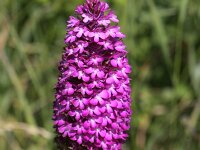 Anacamptis pyramidalis 42, Hondskruid, Saxifraga-Peter Meininger