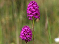 Anacamptis pyramidalis 43, Hondskruid, Saxifraga-Hans Dekker
