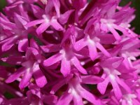 Anacamptis pyramidalis 44, Hondskruid, Saxifraga-Hans Dekker