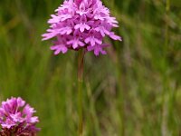 Anacamptis pyramidalis 49, Hondskruid, Saxifraga-Hans Dekker