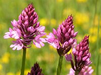 Anacamptis pyramidalis 5, Hondskruid, Saxifraga-Hans Dekker