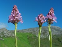 Anacamptis pyramidalis 50, Hondskruid, Saxifraga-Ed Stikvoort