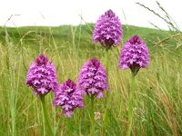 Anacamptis pyramidalis 51, Hondskruid, Saxifraga-Ed Stikvoort