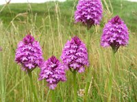 Anacamptis pyramidalis 52, Hondskruid, Saxifraga-Ed Stikvoort