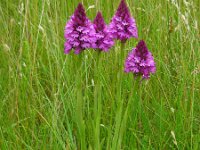 Anacamptis pyramidalis 53, Hondskruid, Saxifraga-Ed Stikvoort