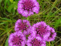 Anacamptis pyramidalis 54, Hondskruid, Saxifraga-Ed Stikvoort
