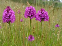 Anacamptis pyramidalis 55, Hondskruid, Saxifraga-Ed Stikvoort