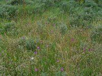 Anacamptis pyramidalis 56, Hondskruid, Saxifraga-Ed Stikvoort
