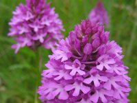 Anacamptis pyramidalis 57, Hondskruid, Saxifraga-Ed Stikvoort
