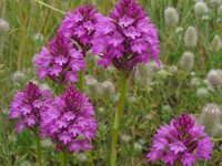 Anacamptis pyramidalis 58, Hondskruid, Saxifraga-Ed Stikvoort