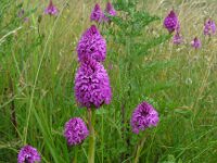 Anacamptis pyramidalis 59, Hondskruid, Saxifraga-Ed Stikvoort