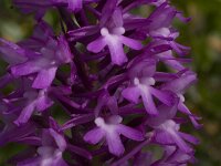 Anacamptis pyramidalis : Anacamptis, Gebied, Israel, Orchid, www.Saxifraga.nl