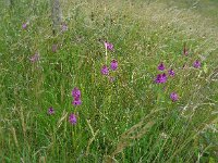 Anacamptis pyramidalis 60, Hondskruid, Saxifraga-Ed Stikvoort