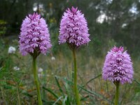 Anacamptis pyramidalis 61, Hondskruid, Saxifraga-Ed Stikvoort