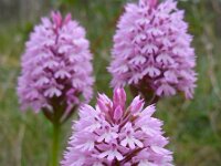 Anacamptis pyramidalis 62, Hondskruid, Saxifraga-Ed Stikvoort