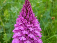 Anacamptis pyramidalis 63, Hondskruid, Saxifraga-Ed Stikvoort