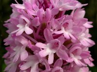 Anacamptis pyramidalis 64, Hondskruid, Saxifraga-Ed Stikvoort