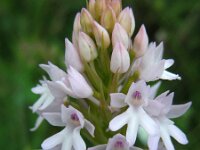 Anacamptis pyramidalis 65, Hondskruid, Saxifraga-Ed Stikvoort