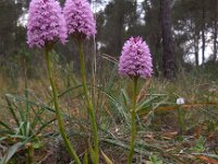 Anacamptis pyramidalis 66, Hondskruid, Saxifraga-Ed Stikvoort