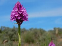 Anacamptis pyramidalis 67, Hondskruid, Saxifraga-Ed Stikvoort