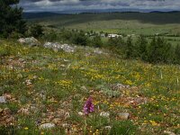 Anacamptis pyramidalis 68, Hondskruid, Saxifraga-Dirk Hilbers