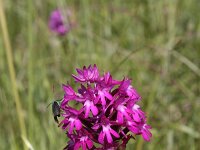 Anacamptis pyramidalis 69, Hondskruid, Saxifraga-Dirk Hilbers