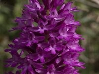 Anacamptis pyramidalis 7, Hondskruid, Saxifraga-Rien Schot