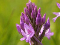 Anacamptis pyramidalis 78, Hondskruid, Saxifraga-Hans Dekker