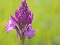 Anacamptis pyramidalis 79, Hondskruid, Saxifraga-Hans Dekker