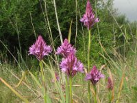 Anacamptis pyramidalis 8, Hondskruid, Saxifraga-Rutger Barendse