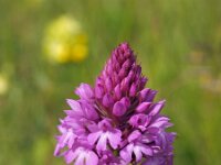 Anacamptis pyramidalis 80, Hondskruid, Saxifraga-Hans Dekker