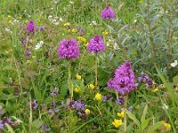 Anacamptis pyramidalis 81, Hondskruid, Saxifraga-Jelle van Dijk