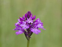 Anacamptis pyramidalis 82, Hondskruid, Saxifraga-Mark Zekhuis