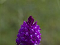 Anacamptis pyramidalis 83, Hondskruid, Saxifraga-Jan Nijendijk