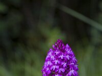 Anacamptis pyramidalis 84, Hondskruid, Saxifraga-Jan Nijendijk