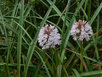 Anacamptis pyramidalis 85, Hondskruid, Saxifraga-Peter Meininger