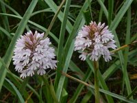 Anacamptis pyramidalis 86,  Hondskruid, Saxifraga-Peter Meininger