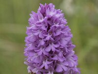 Anacamptis pyramidalis 89, Hondskruid, Saxifraga-Willem van Kruijsbergen